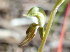 Pterostylis pusilla
