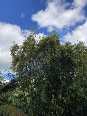 Melicytus ramiflorus