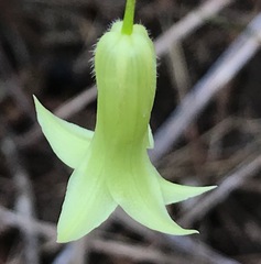 Billardiera mutabilis