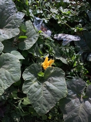 Cucurbita moschata