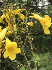 Tecoma stans