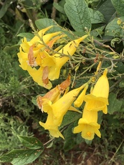 Tecoma stans
