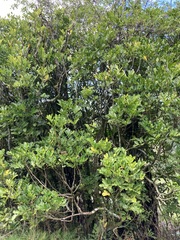 Dysoxylum spectabile