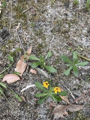Goodenia trinervis