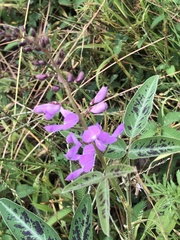 Desmodium uncinatum