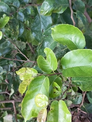 Holoptelea integrifolia