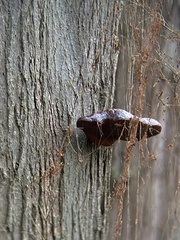 Ganoderma oregonense