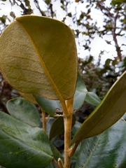 Magnolia