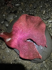 Chondracanthus