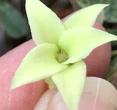 Billardiera mutabilis