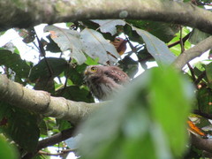 Glaucidium