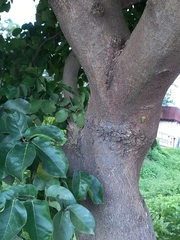 Holoptelea integrifolia