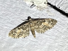 Eupithecia lariciata