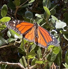 Danaus plexippus