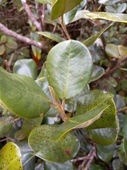 Magnolia
