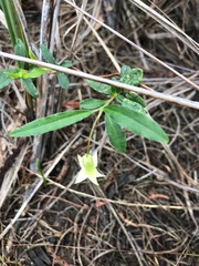 Billardiera mutabilis