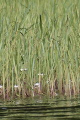 Sagittaria