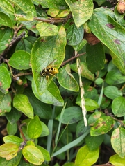 Vespula atropilosa