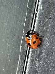 Coccinella septempunctata