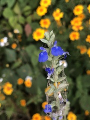 Salvia leptostachys