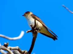 Petrochelidon nigricans