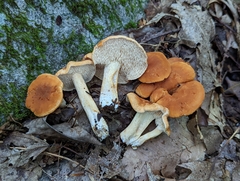 Hydnum umbilicatum
