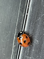 Coccinella septempunctata