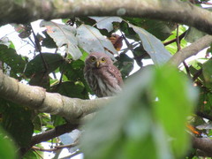 Glaucidium