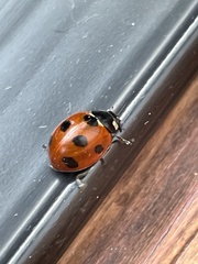 Coccinella septempunctata