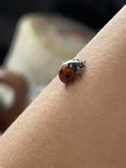 Coccinella septempunctata
