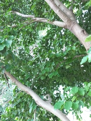 Holoptelea integrifolia