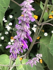 Salvia purpurea