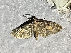 Eupithecia lariciata