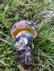 Lanmaoa carminipes
