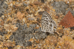 Leptotes plinius