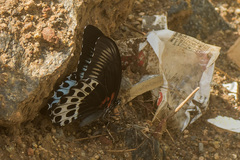 Papilio polymnestor