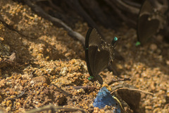 Papilio crino