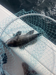 Centropristis striata