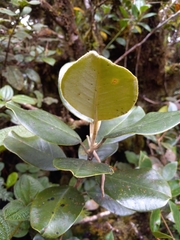 Magnolia