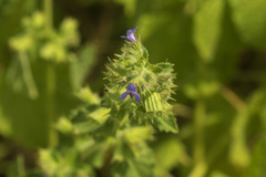 Mesosphaerum suaveolens