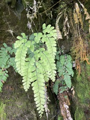Adiantum cunninghamii