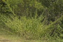 Mesosphaerum suaveolens