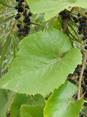 Vitis cinerea