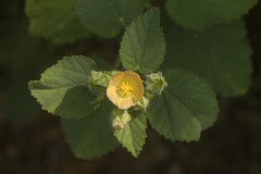 Sida cordifolia