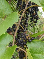 Vitis cinerea