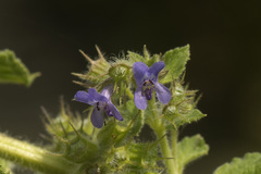 Mesosphaerum suaveolens