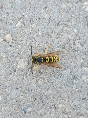 Vespula atropilosa