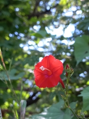 Ipomoea hederifolia