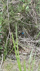 Malurus lamberti