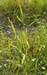 Leersia